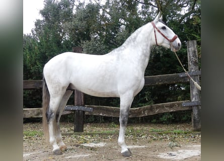 Lusitano Mix, Stallion, 8 years, 15,3 hh, Gray