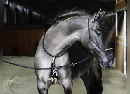 Lusitano Mix, Stallion, 8 years, 16.1 hh, Grullo