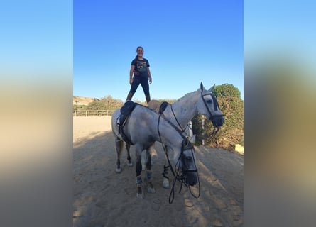 Lusitano, Stallion, 8 years, 16,2 hh, Gray