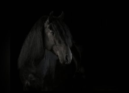 Lusitano, Stallion, 8 years, 16 hh, Black