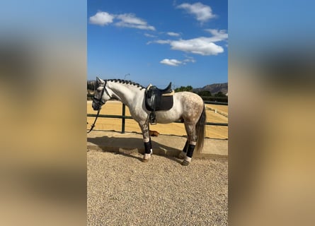 Lusitano, Stallion, 8 years, 16 hh, Gray-Dapple