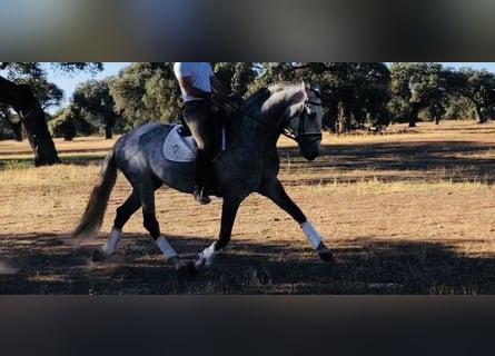 Lusitano, Stallion, 8 years, 16 hh, Gray