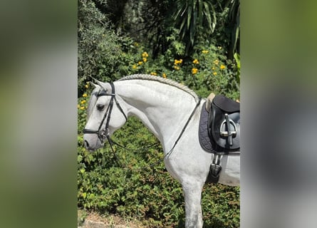 Lusitano, Stallion, 8 years, 16 hh, Grey