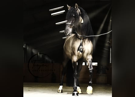 Lusitano Mix, Stallion, 8 years, 16,1 hh, Grullo