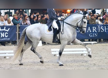 Lusitano, Stallion, 8 years, 17 hh, Gray