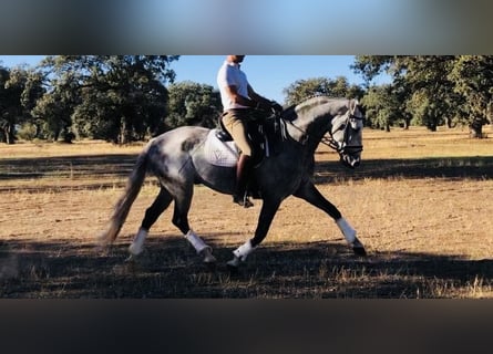 Lusitano, Stallion, 9 years, 15,2 hh, Gray