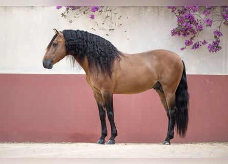 Lusitano, Stallion, 9 years, 15 hh