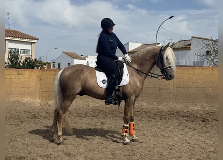 Lusitano Mix, Stallion, 9 years, 16.1 hh, Palomino