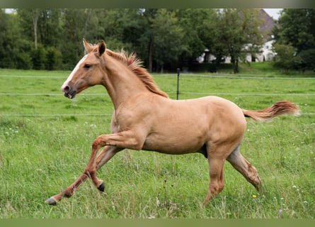Lusitano, Stallion, Foal (03/2025), 15,2 hh, Red Dun