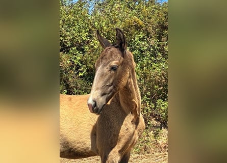 Lusitano, Stallion, Foal (04/2025), 16 hh, Buckskin