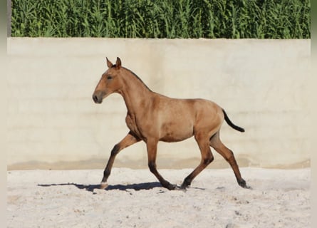 Lusitanos, Hengst, Fohlen (03/2024), 16 hh, Buckskin