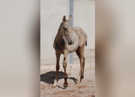 Lusitano, Stallion, Foal (04/2025), 16 hh, Buckskin