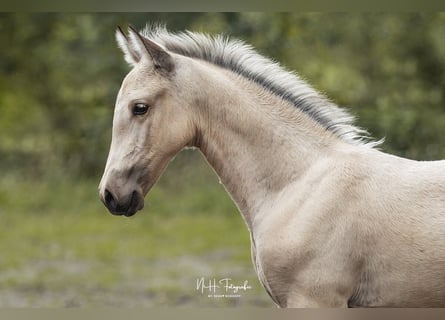 Lusitano, Stallion, , 16 hh, Palomino