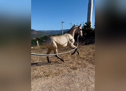 Lusitano, Stallion, Foal (04/2026), Dun