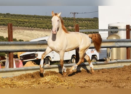 Lusitano, Stallone, 10 Anni, 158 cm, Perlino