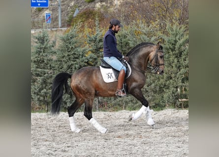Lusitano, Stallone, 10 Anni, 162 cm, Falbo