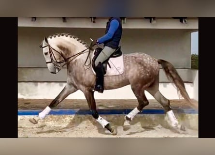 Lusitano, Stallone, 11 Anni, 166 cm, Grigio