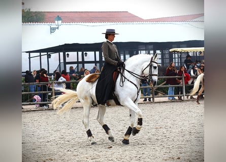 Lusitano, Stallone, 13 Anni, 167 cm, Grigio