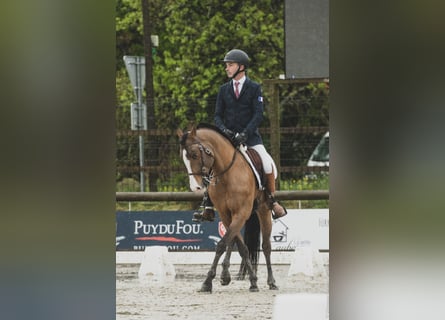 Lusitano Mix, Stallone, 14 Anni, 157 cm, Baio scuro