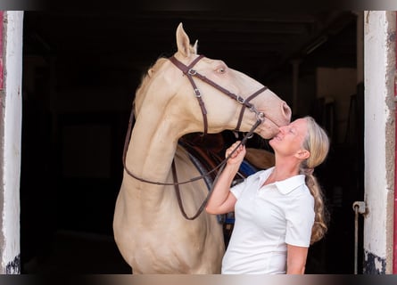 Lusitano, Stallone, 14 Anni, 158 cm, Perlino