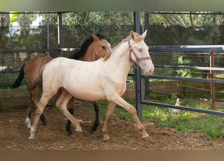 Lusitano Mix, Stallone, 1 Anno, 147 cm, Perlino