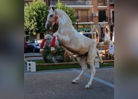 Lusitano Mix, Stallone, 1 Anno, 150 cm, Pezzato