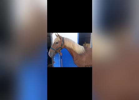 Lusitano, Stallone, 1 Anno, 154 cm, Sauro