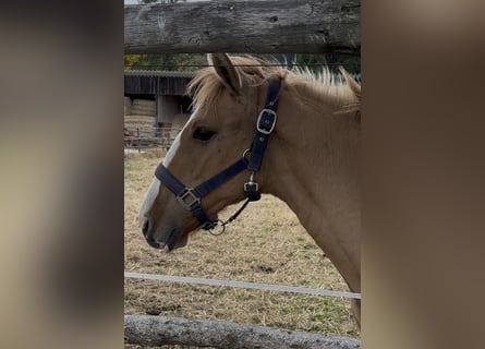 Lusitano, Stallone, 1 Anno, 160 cm, Red dun