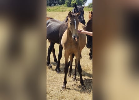 Lusitano, Stallone, 1 Anno, 161 cm, Pelle di daino