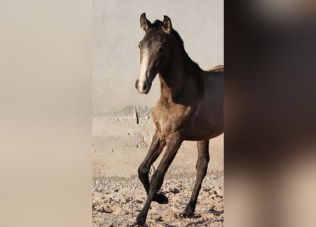 Lusitano, Stallone, 1 Anno, 164 cm, Pelle di daino