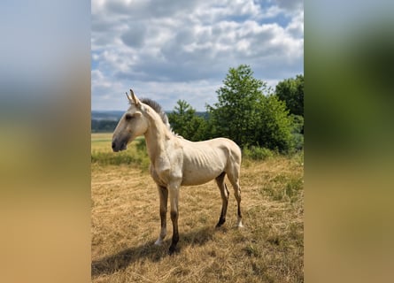 Lusitano, Stallone, 1 Anno, 164 cm, Pelle di daino