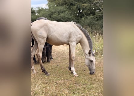 Lusitano, Stallone, 1 Anno, 164 cm, Pelle di daino