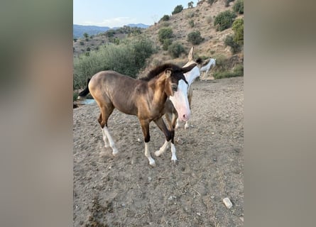 Lusitano, Stallone, 1 Anno