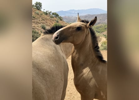 Lusitano, Stallone, 1 Anno