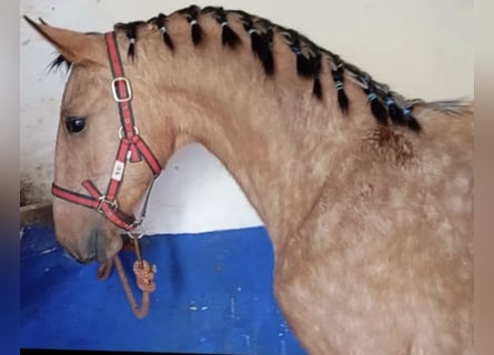 Lusitano, Stallone, 2 Anni, 156 cm, Falbo