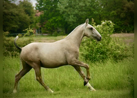 Lusitano, Stallone, 2 Anni, 160 cm, Può diventare grigio