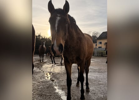 Lusitano, Stallone, 2 Anni, 161 cm, Pelle di daino