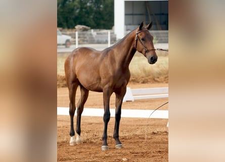 Lusitano, Stallone, 2 Anni, 164 cm, Baio