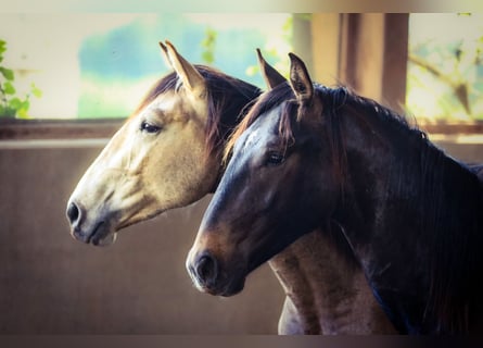 Lusitano, Stallone, 2 Anni, 165 cm, Baio nero
