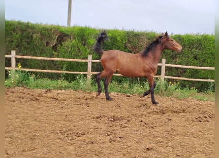 Lusitano, Stallone, 2 Anni, 165 cm, Sauro