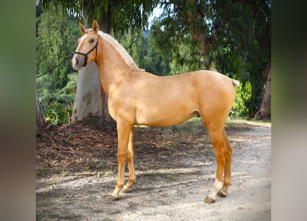 Lusitano, Stallone, 2 Anni, 170 cm, Palomino