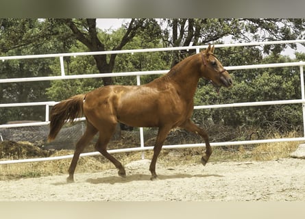 Lusitano Mix, Stallone, 3 Anni, 147 cm, Sauro