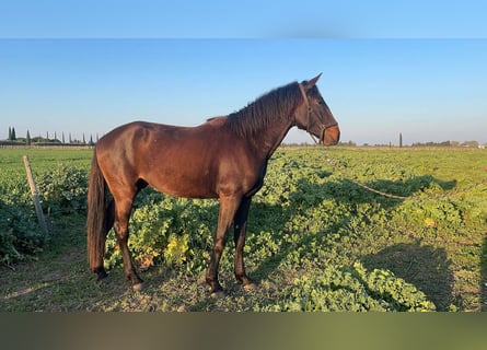 Lusitano, Stallone, 3 Anni, 155 cm, Baio scuro