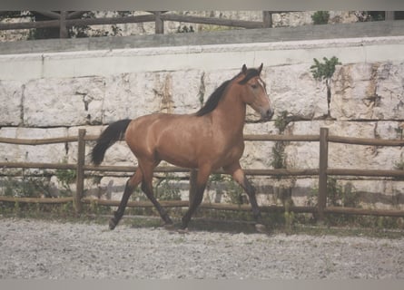 Lusitano, Stallone, 3 Anni, 158 cm, Baio ciliegia