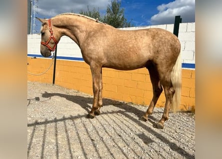 Lusitano, Stallone, 3 Anni, 160 cm, Palomino