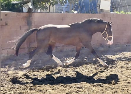 Lusitano Mix, Stallone, 3 Anni, 162 cm, Baio ciliegia