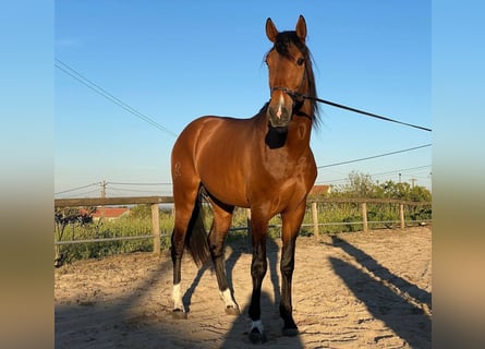 Lusitano, Stallone, 3 Anni, 162 cm, Baio scuro
