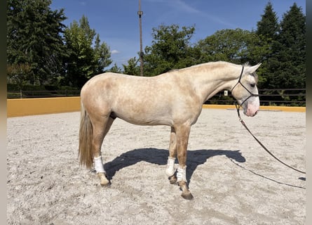 Lusitano, Stallone, 3 Anni, 164 cm, Grigio