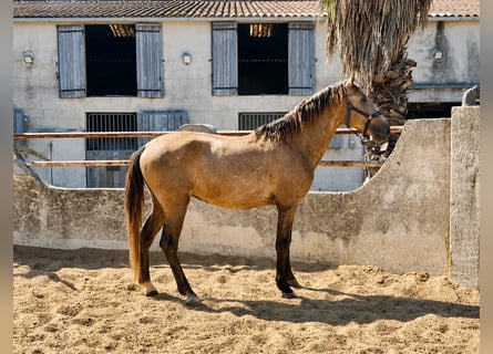 Lusitano, Stallone, 3 Anni, 165 cm, Grigio