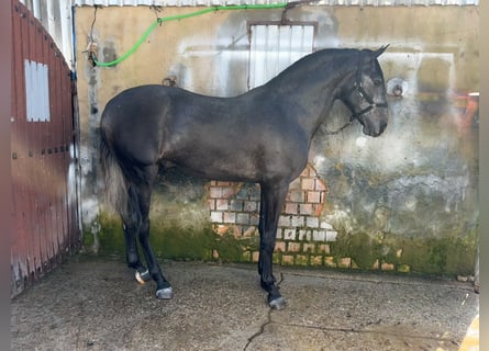 Lusitano, Stallone, 3 Anni, 165 cm, Grigio
